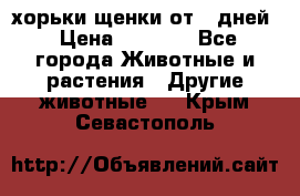 хорьки щенки от 35дней › Цена ­ 4 000 - Все города Животные и растения » Другие животные   . Крым,Севастополь